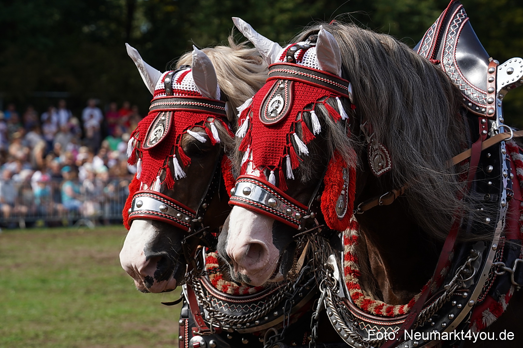 Pferde und Fohlenschau 2022 0239 